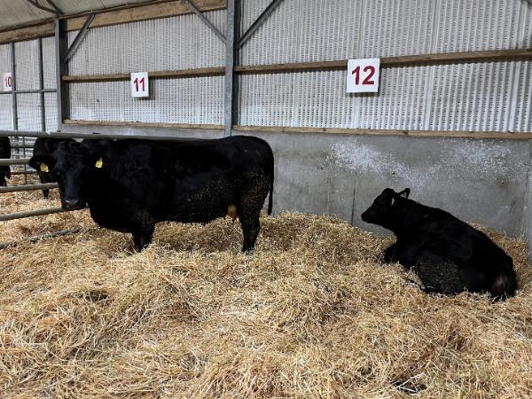 A selection of maiden in-calf heifers
