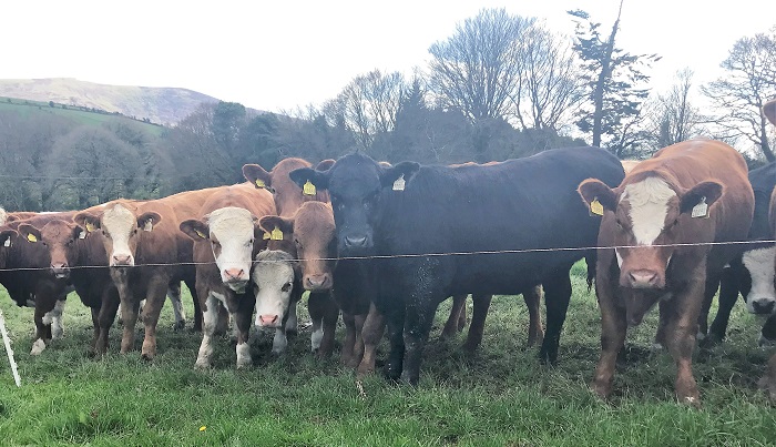 A selection of heifers on John Pringles farm