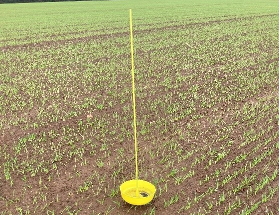 A yellow trap in winter barley