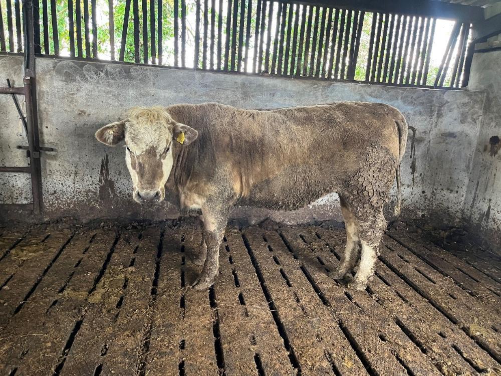 Heifer for finishing