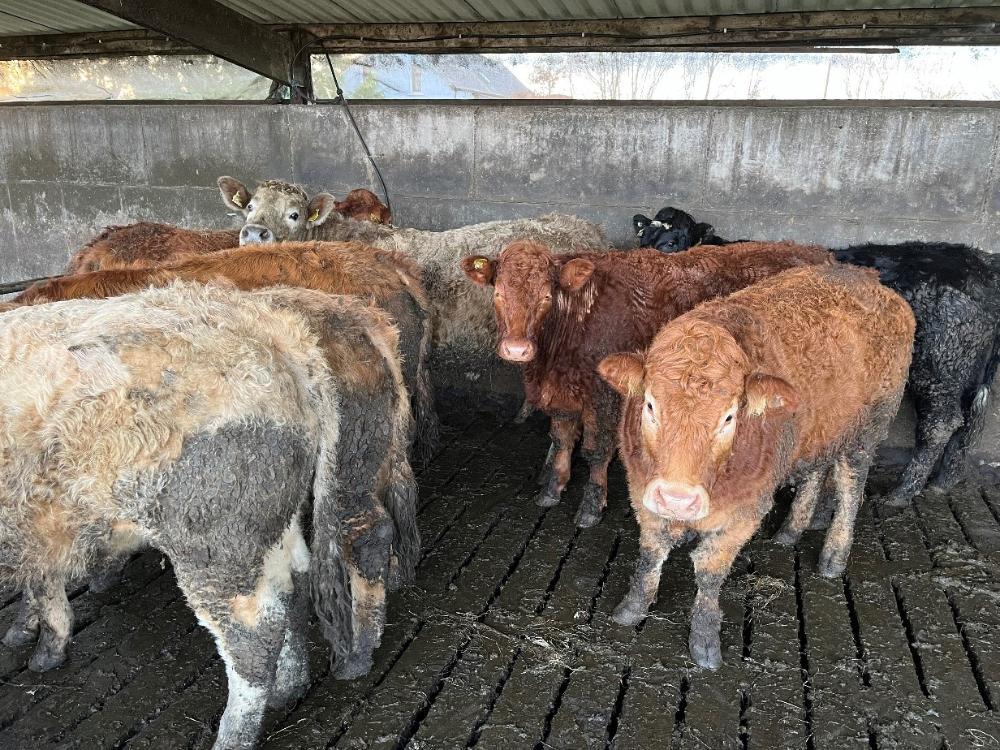 Store cattle in shed
