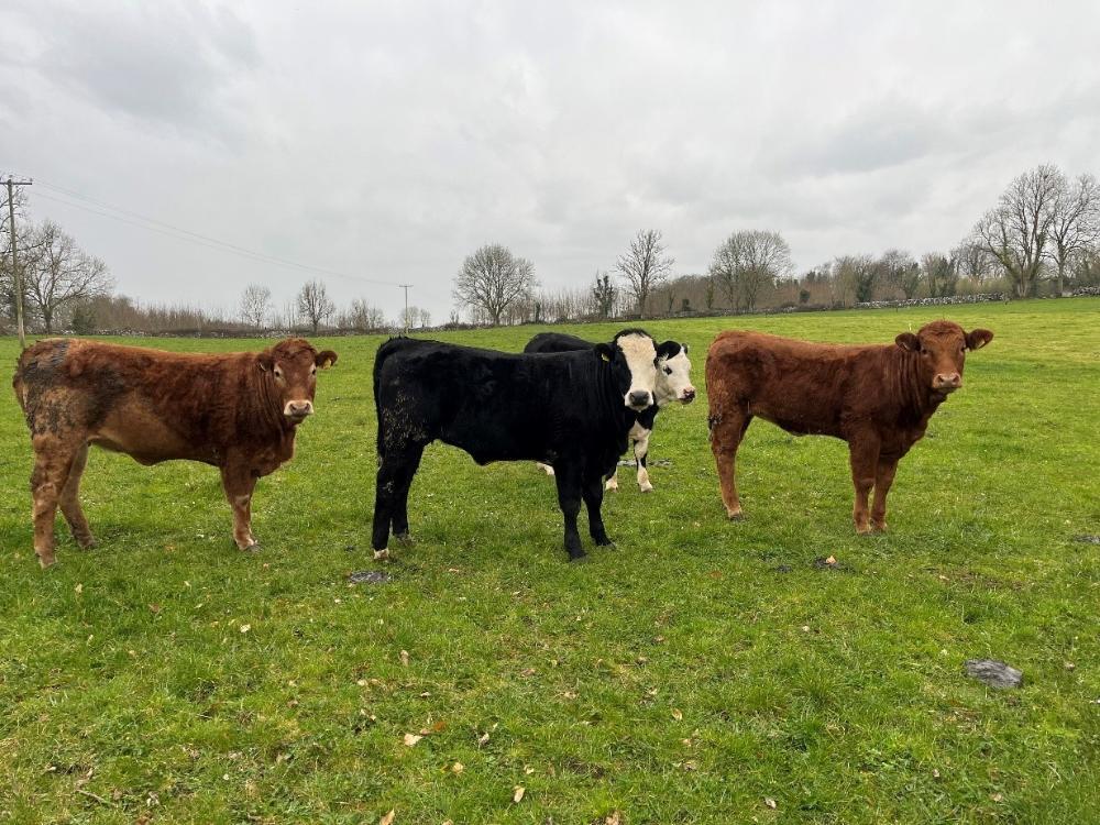 Yearlings at grass
