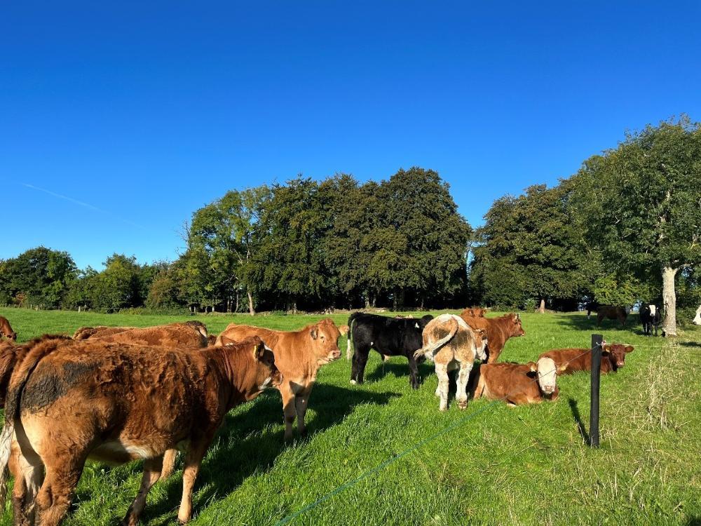 Weanlings at grass