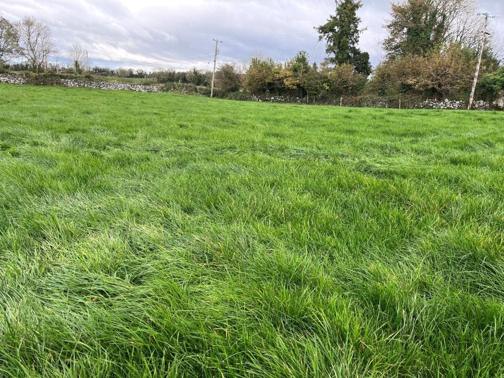 Grass covers are high on the farm