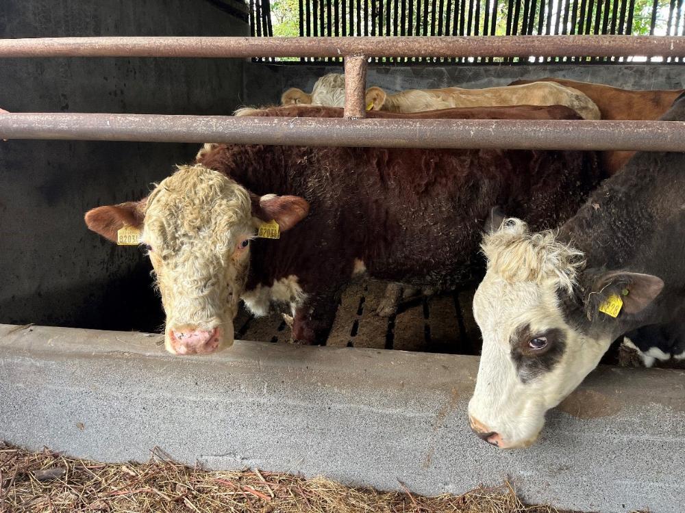 Vasectomised bull
