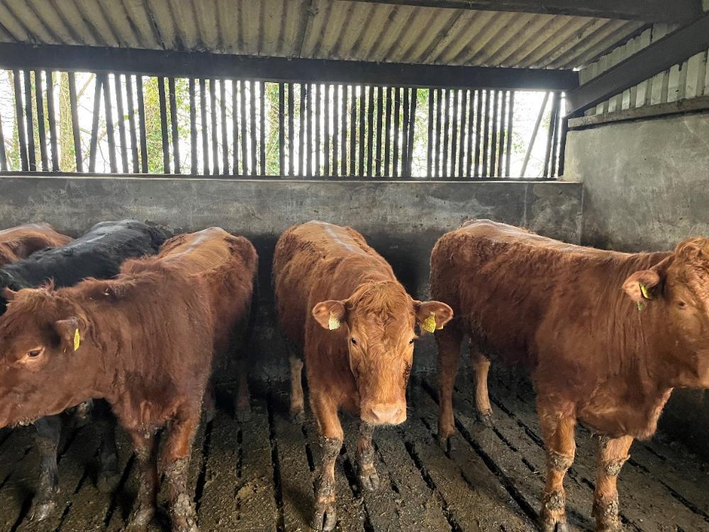 Finishing heifers