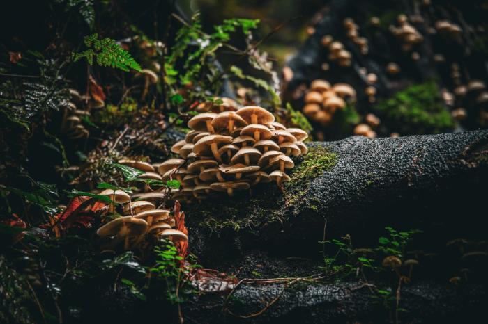 a great illustration of the often hidden lower layers of the forest. You can almost smell the forest floor