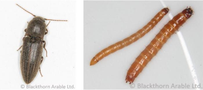 Adult Agriotes click beetle and wireworm larvae