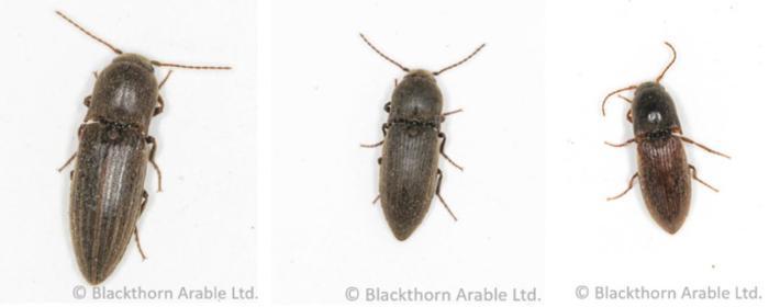 Wireworm IPM in field vegetable crops: An update on practical monitoring and risk assessment