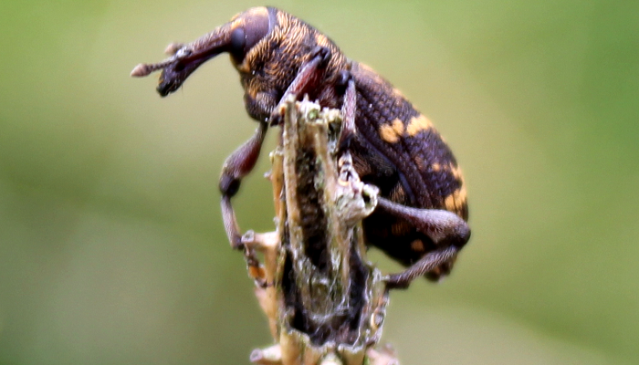 How to Manage Pine Weevil Control