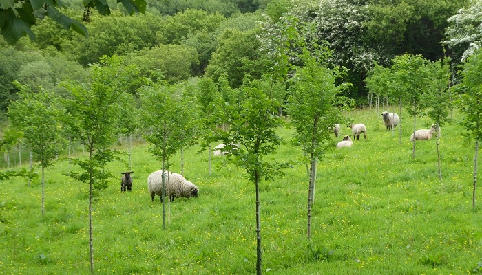 Teagasc weekly Signpost webinar to highlight Agroforestry opportunities