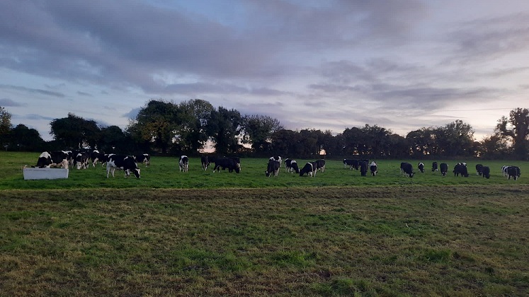 Aidan Maguire's older cattle