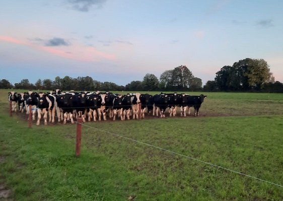 Aidan Maguire's calves