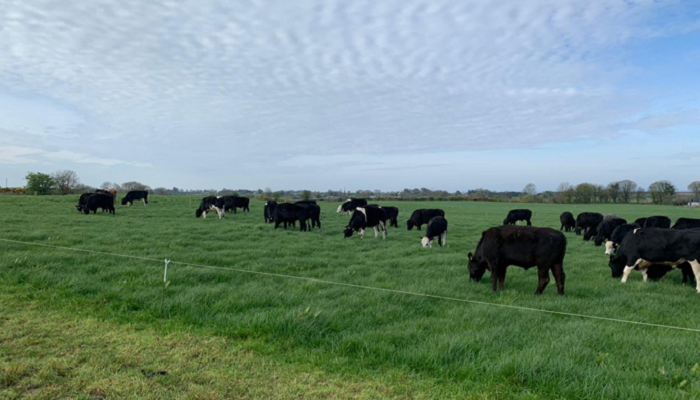 Grazing management for dairy-beef systems
