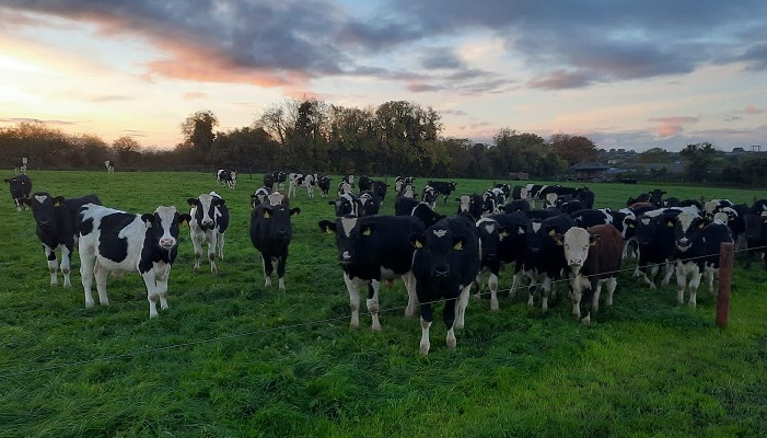 Grass 10 Featured Farmer - Aidan Maguire, Co. Meath