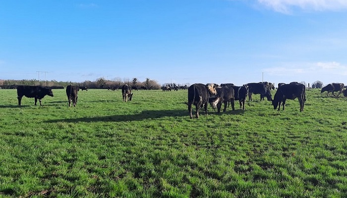 Grass 10 Featured Farmer: Aidan and Luke Maguire, Navan, Co. Meath