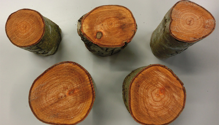 Teagasc Forestry Research Update - The Potential Utilisation of Alder