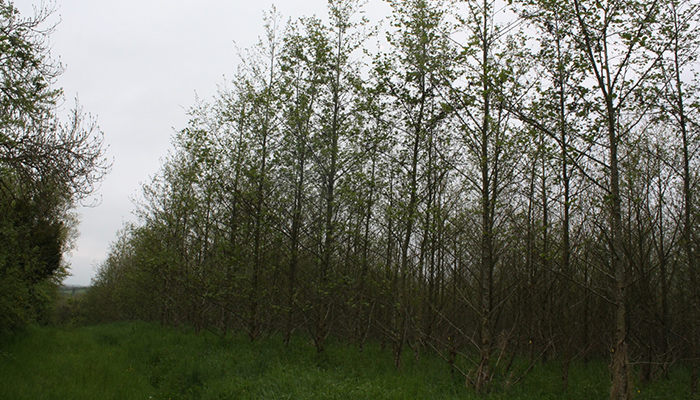 Alder (Alnus glutinosa) more than just a native species