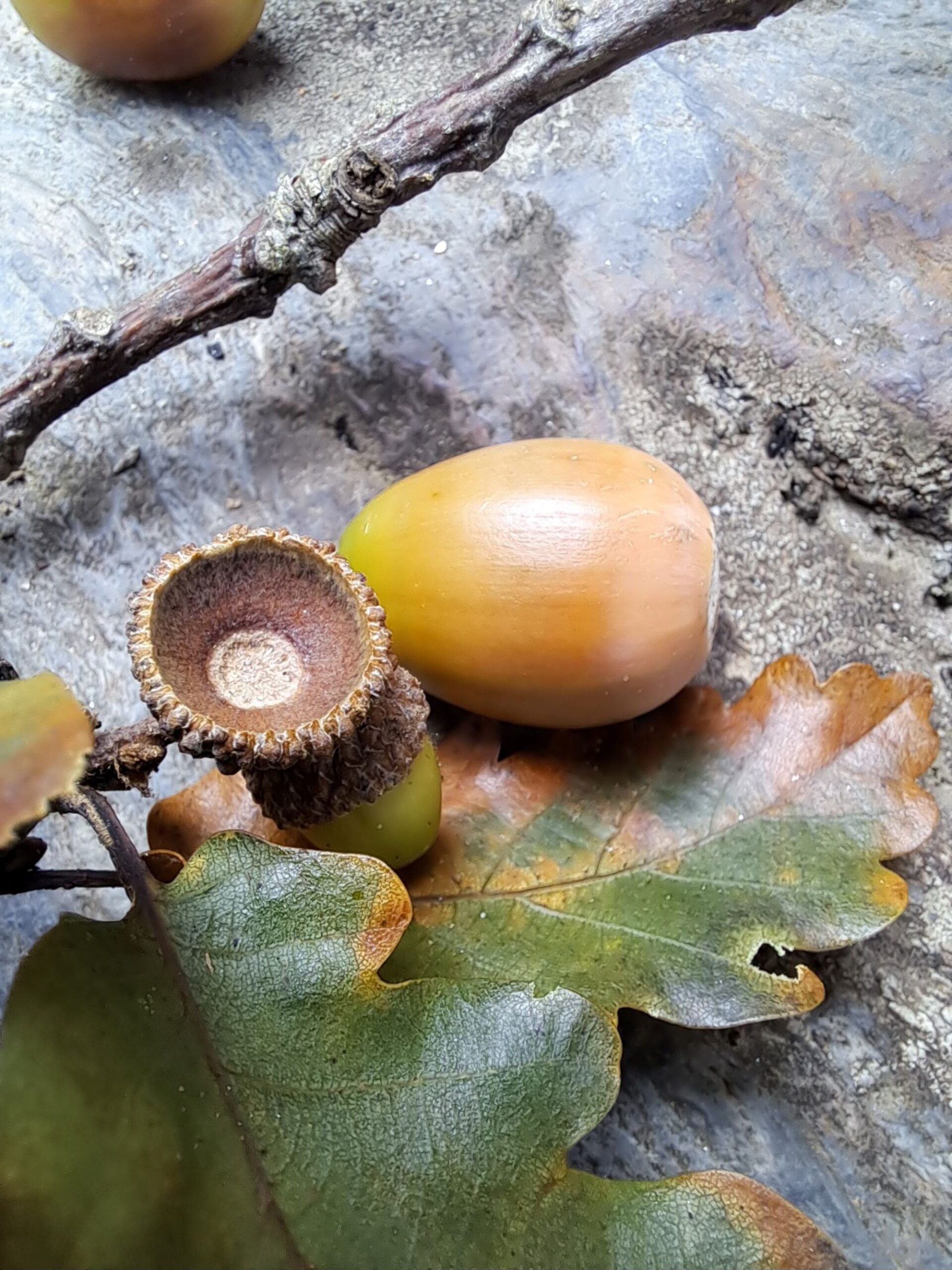 Winners of the “The Forest Harvest” Category of the 2023 Teagasc Forest Photo Competition Announced