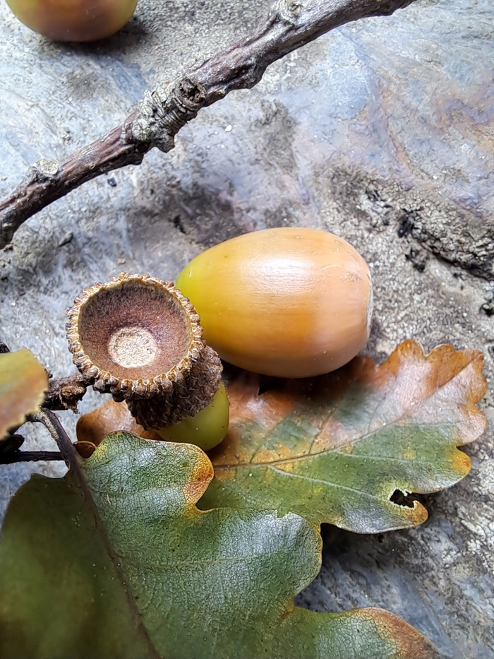 Acorns
