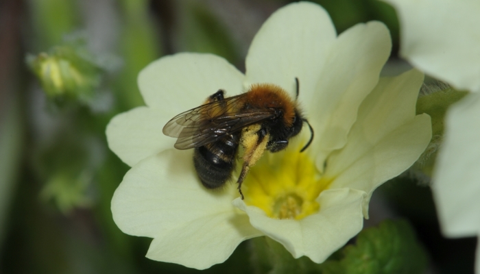 The honeybee is doing grand, but what about the other bees?