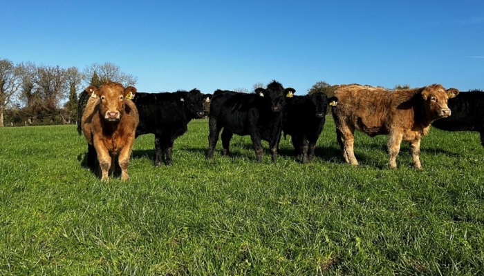 Time to turn priority stock out to grass