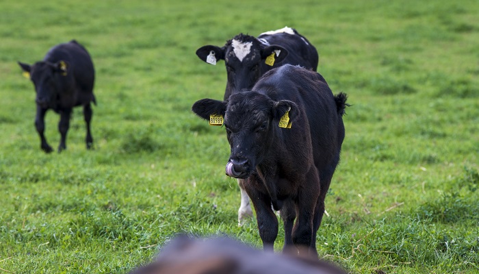 Heavier and more in-spec carcasses - early life nutrition’s role in dairy-beef