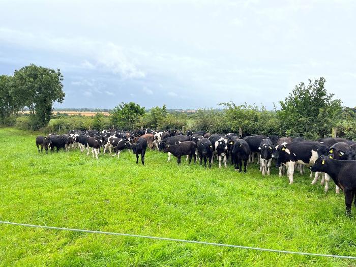 Angus and Friesian dairy beef calves at grass on Peter Byrnes farm