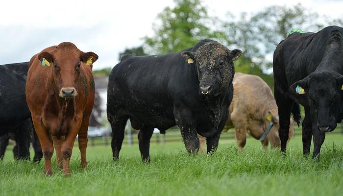 The Importance of Fertility Testing and Completing a Bull NCT for Suckler Farmers 
