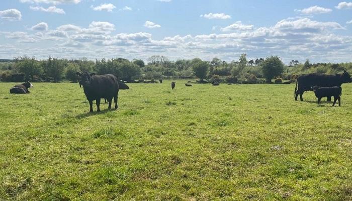 Kay O’Sullivan is thorough in preventing animal health issues