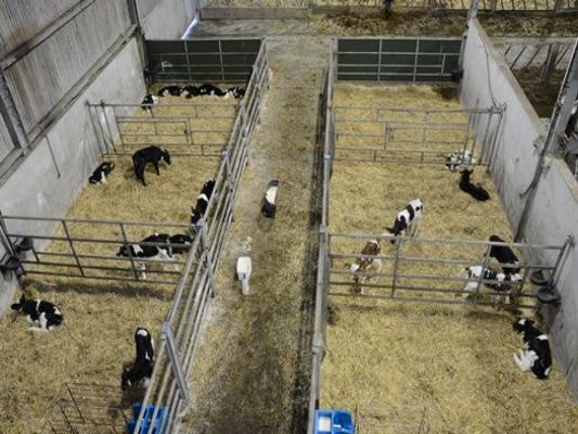 Two calves in field DB