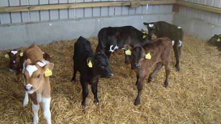 Healthy calves Dairy Beef