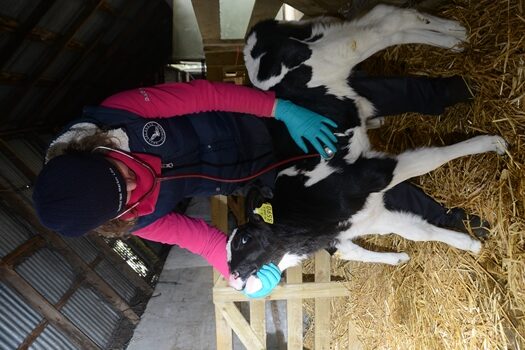 healthy calf Dairy Beef