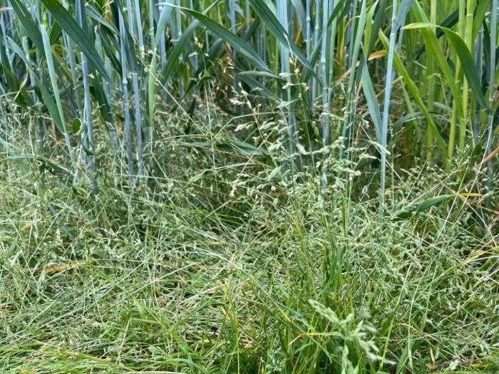 Continually using one herbicide type is causing more resistant meadow grasses