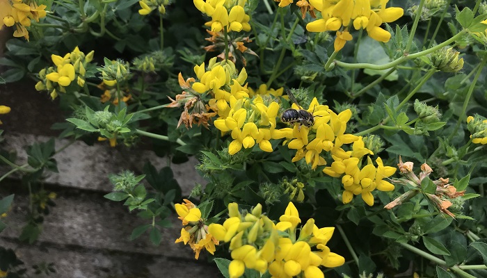 Anthidium maculatum wool carder bee feeding on birds foot treefoil