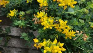 Anthidium maculatum wool carder bee feeding on birds foot treefoil