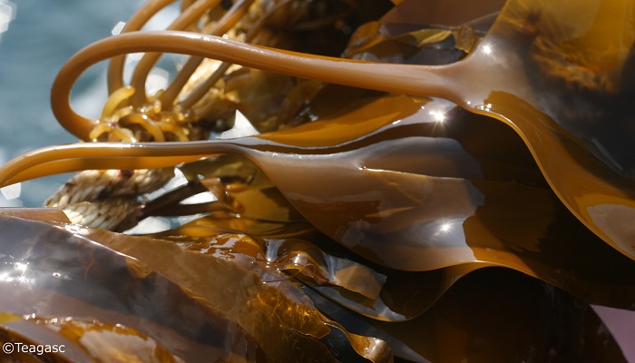 5 new protein sources you may not have come across before