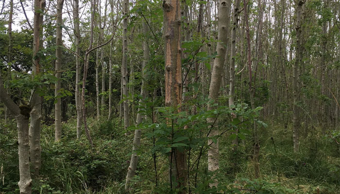 Ash dieback: Options and support for farmers