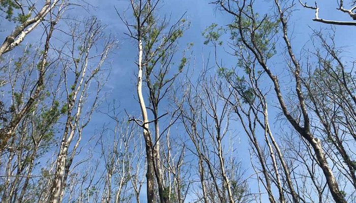 Saving our native ash