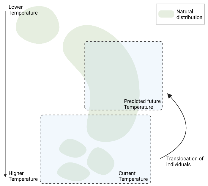 Assisted gene flow diagram