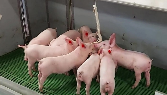 New research to understand piglets without even touching them