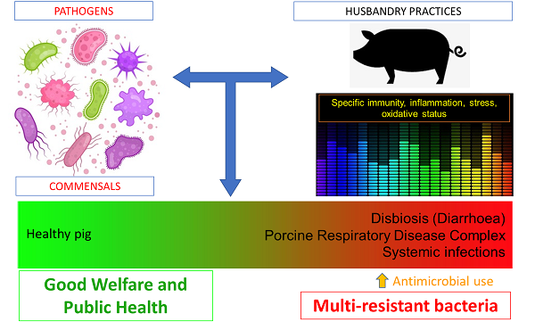 BM Farm project graphic showing extensive expertise in the area of prudent AMU