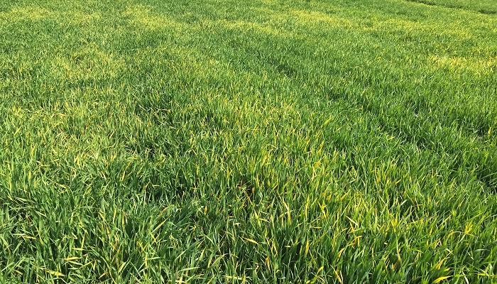 Tillage Update 28th April 2022