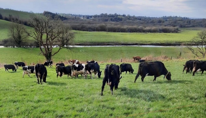Getting grass in the diet a priority on dairy farms