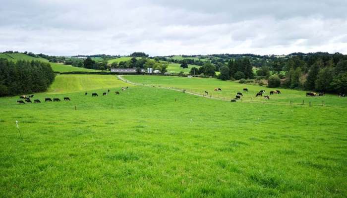 Growth Watch: Timely growth boost helps farms reach peak cover