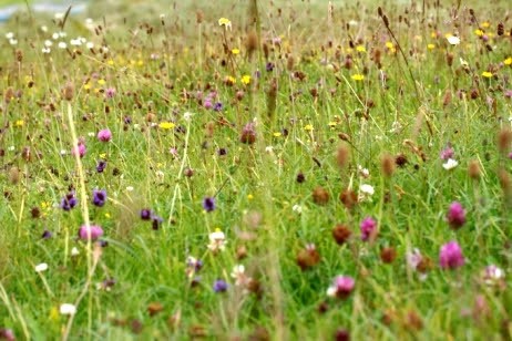 Ballyloughane 2