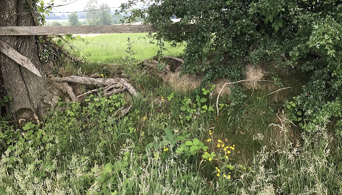 An example of a bee scrape