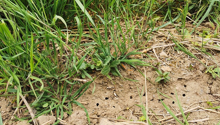 Bare soil and bee nests