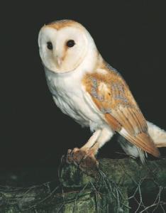 Barn owl
