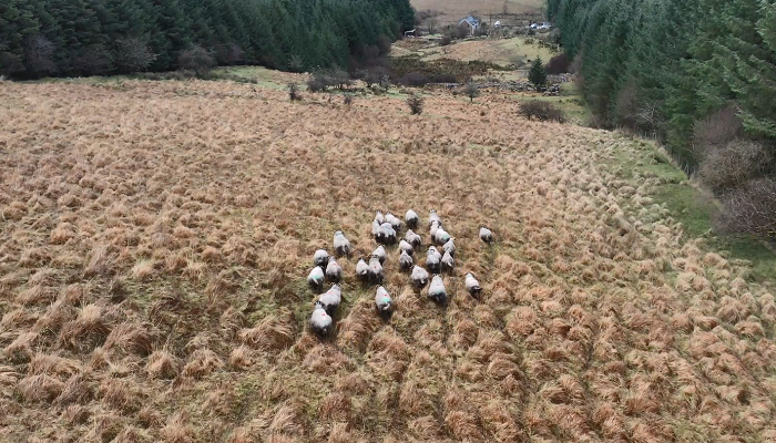 Watch: Pre-lambing nutrition in the first year of organic conversion